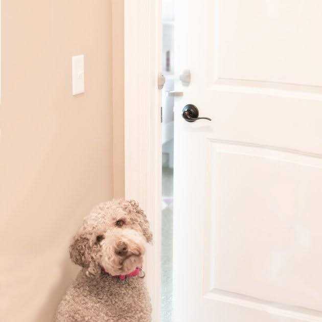 Door Paw-tector for Dogs H54854