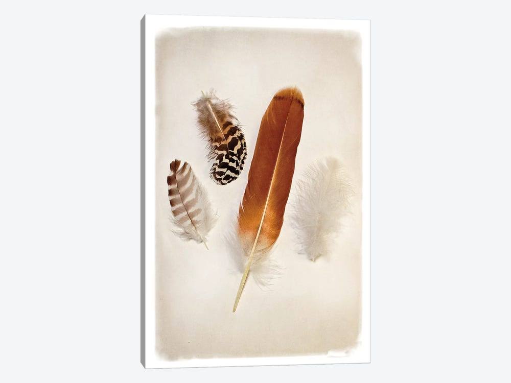 Canvas Wall Decor Prints - Feather Group I I53187