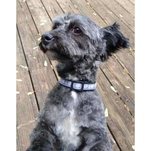 Daisy Dog Collar W13136