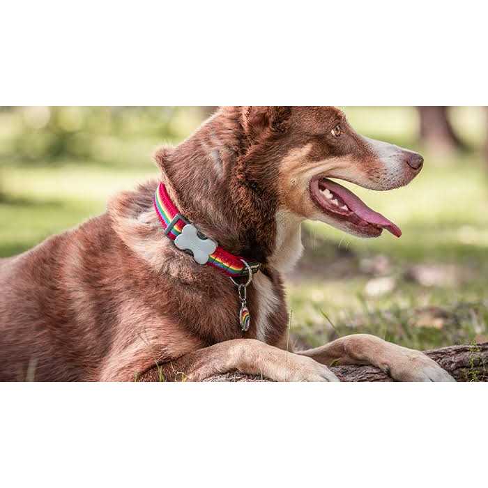 Enamel Pet ID Tag Y417458