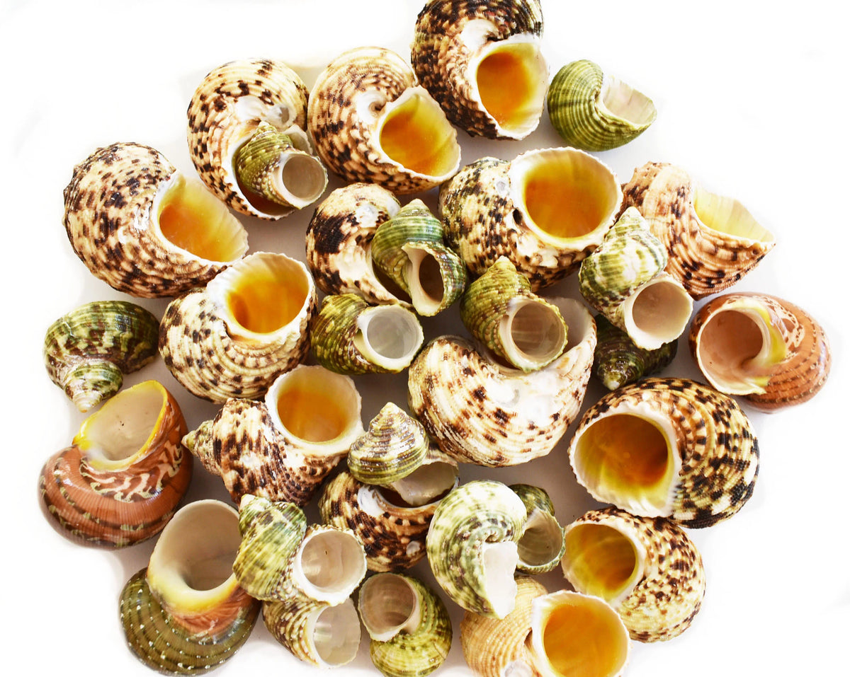 Assorted Turbo Hermit Crab Shells 1"-2" E603