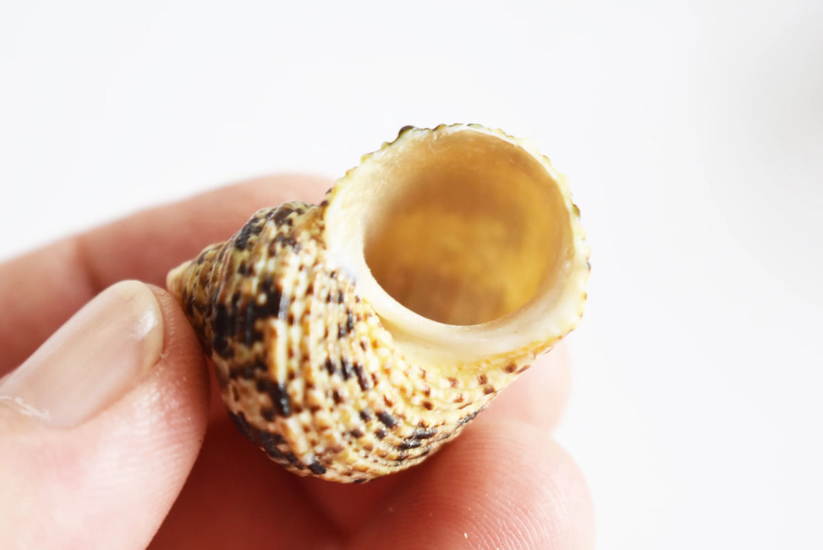 Assorted Turbo Hermit Crab Shells 1"-2" E603