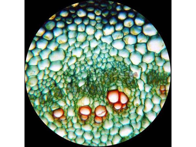 40X-2000X LED Trinocular Compound Microscope I4921