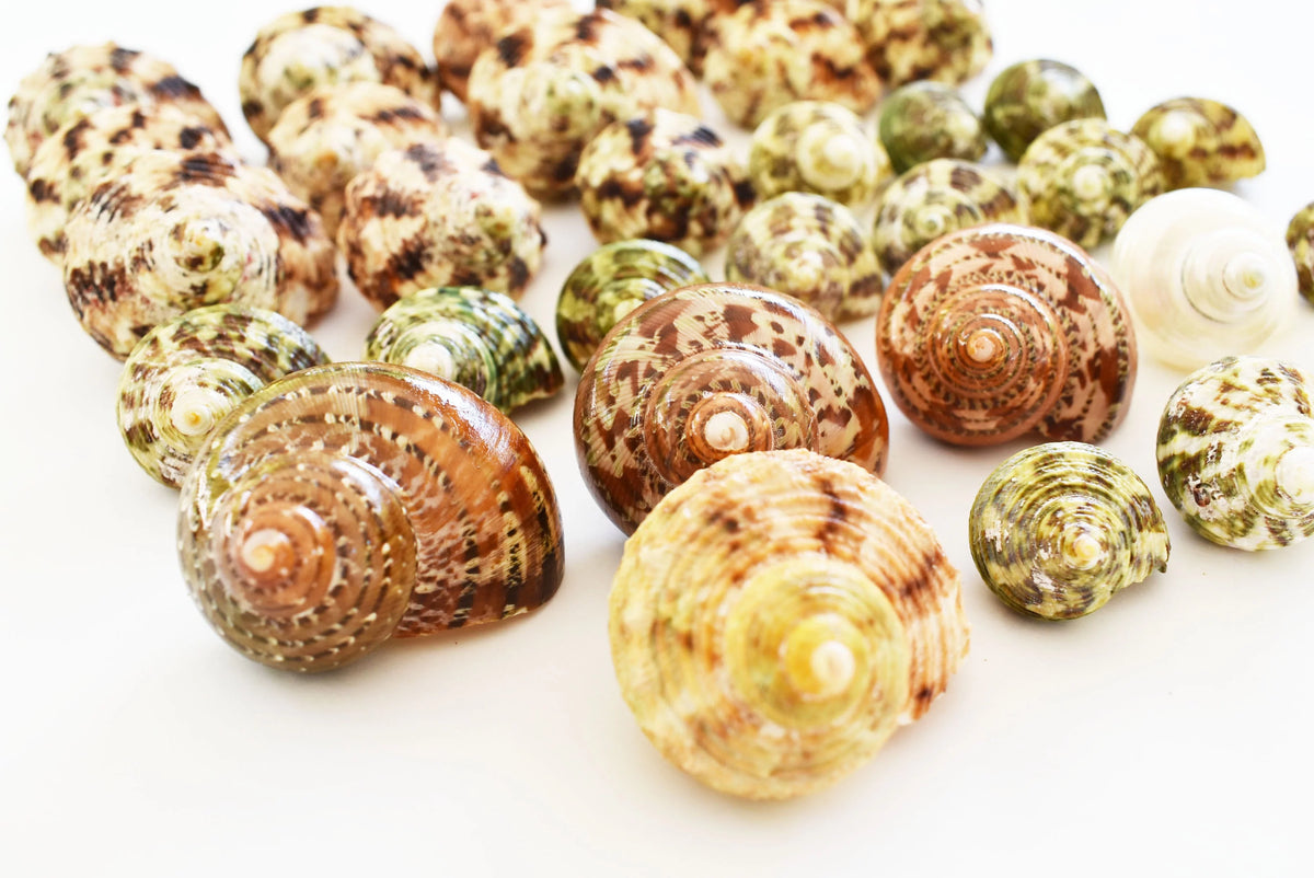 Assorted Turbo Hermit Crab Shells 1"-2" E603