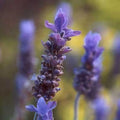 Lavender Hydrosol 16 fl oz N57374