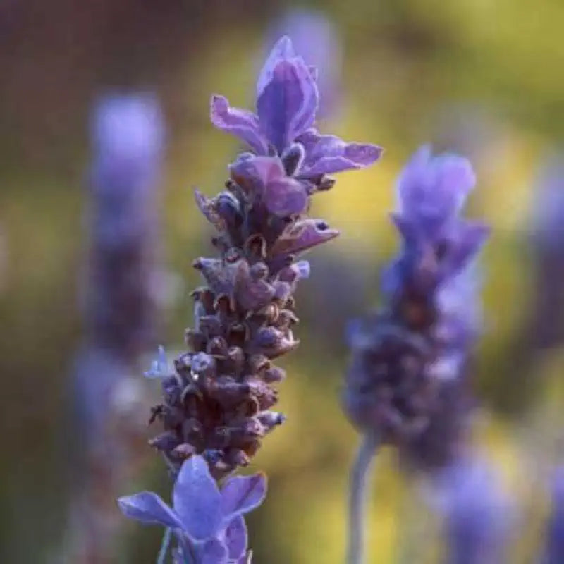 Lavender Hydrosol 16 fl oz N57374