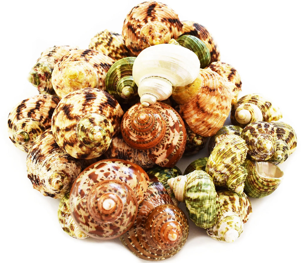Assorted Turbo Hermit Crab Shells 1"-2" E603