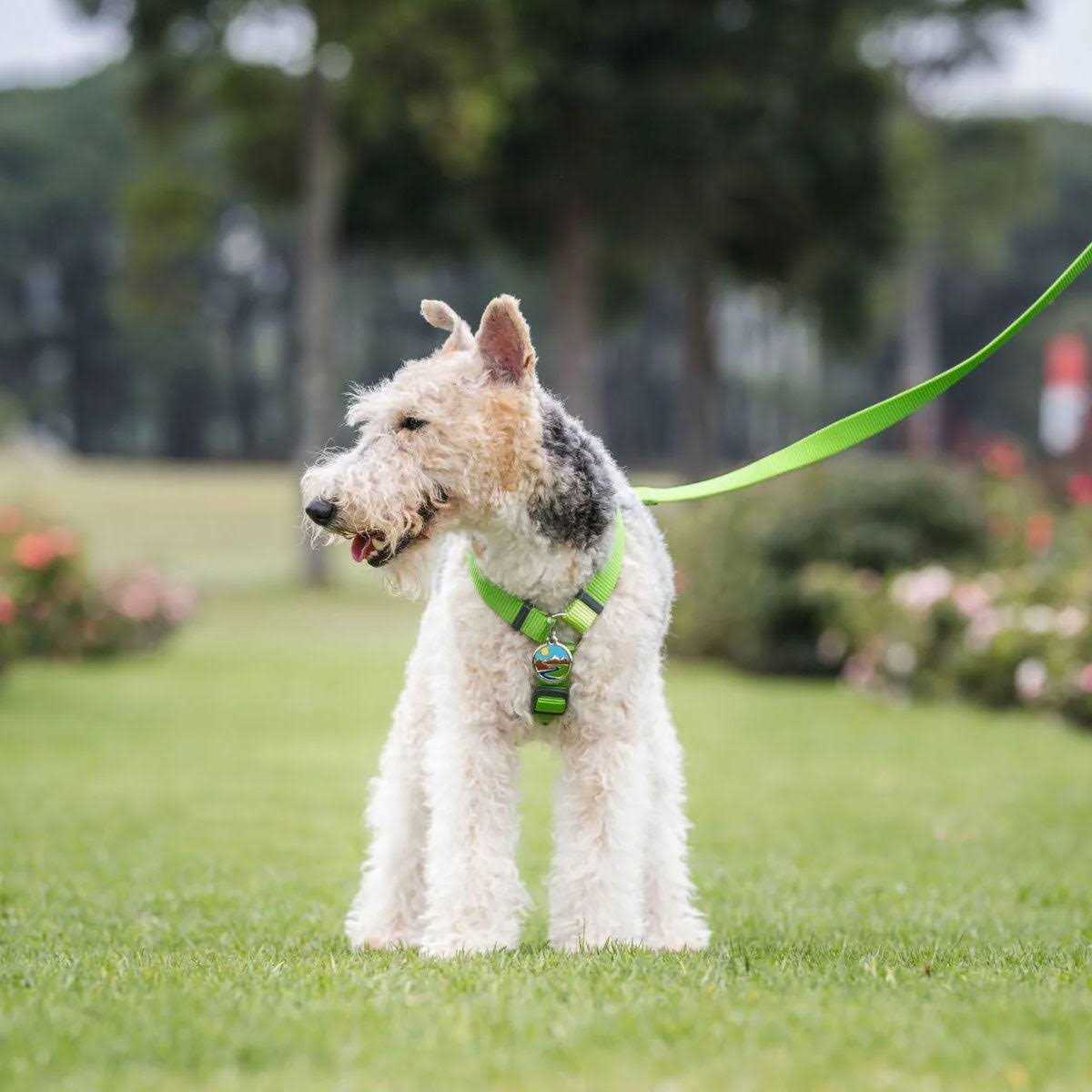 Enamel Pet ID Tag Y417458