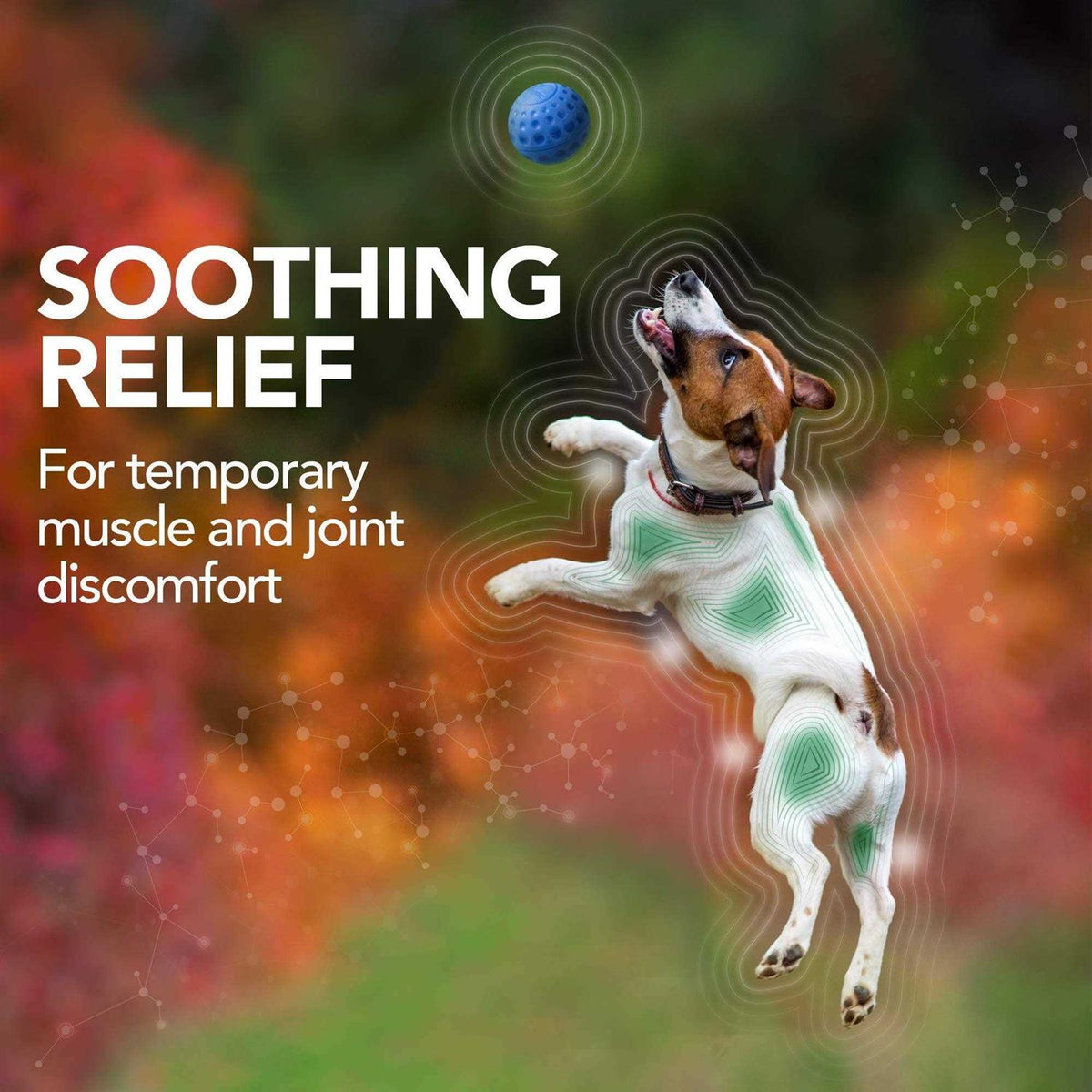 Dog Supplement X74054