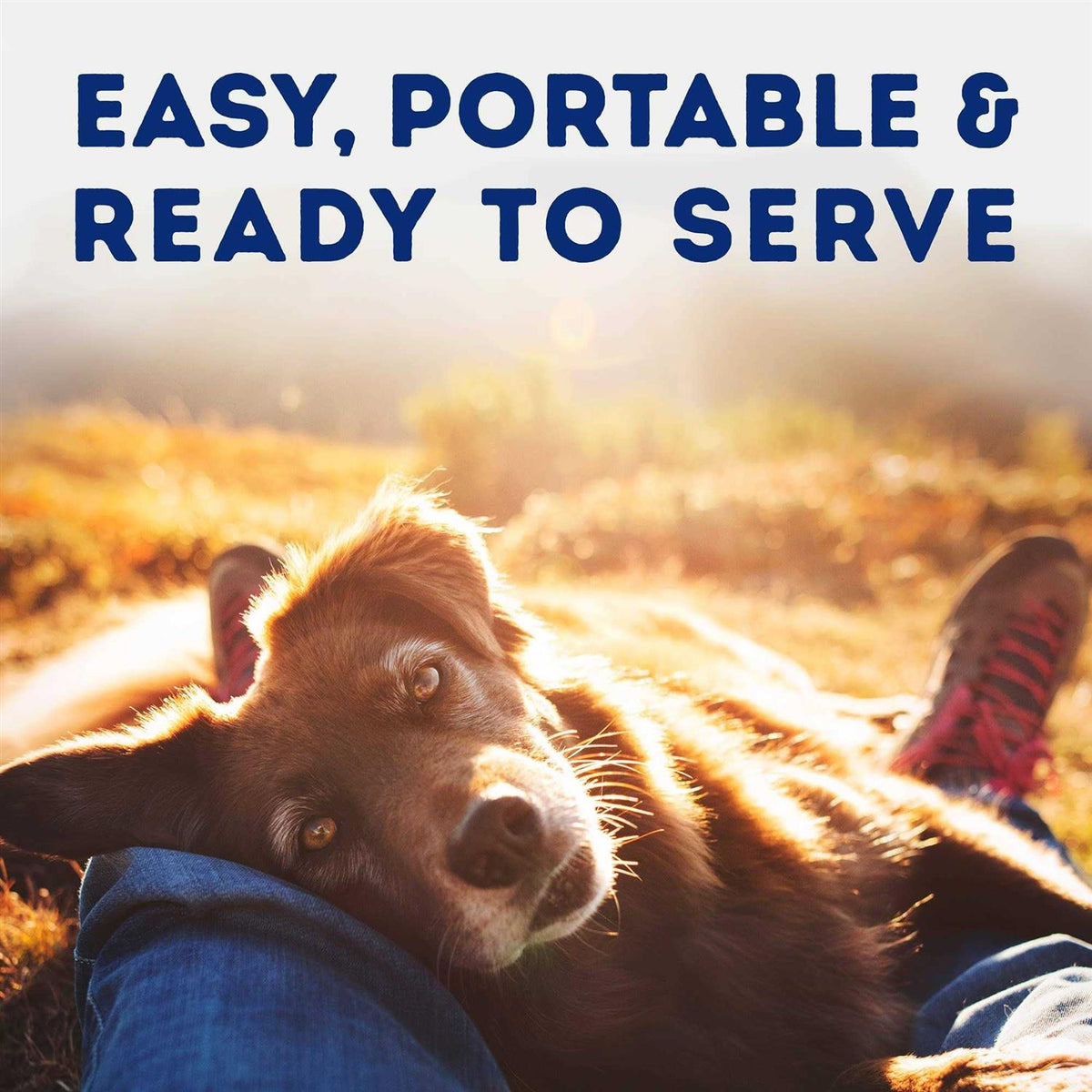 Tender Beef & Potato Recipe Wet Dog Food Q611701